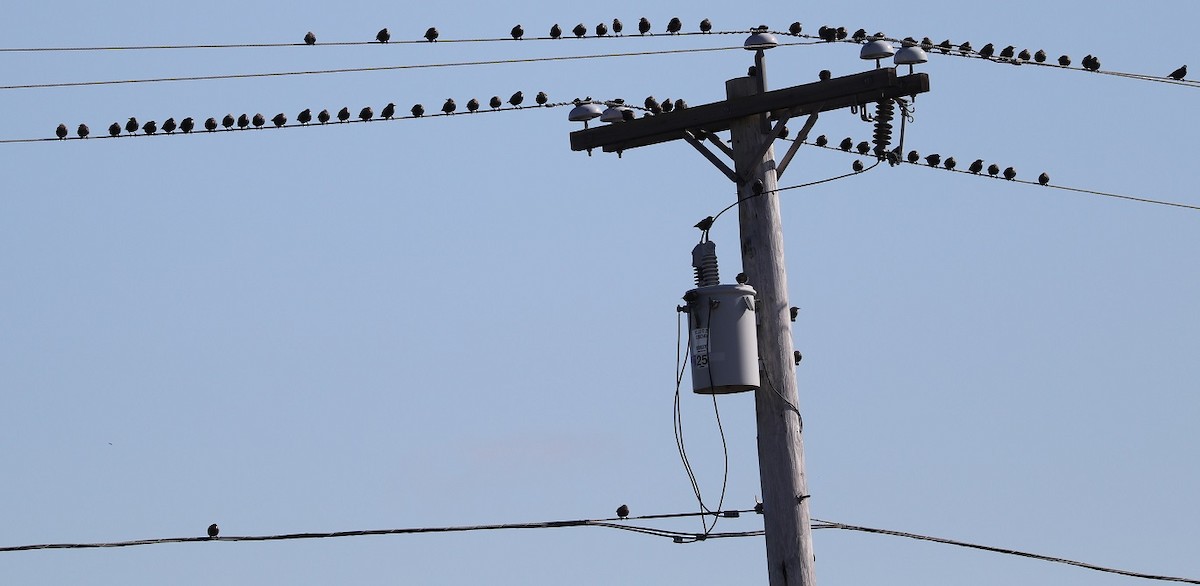 European Starling - ML609866675