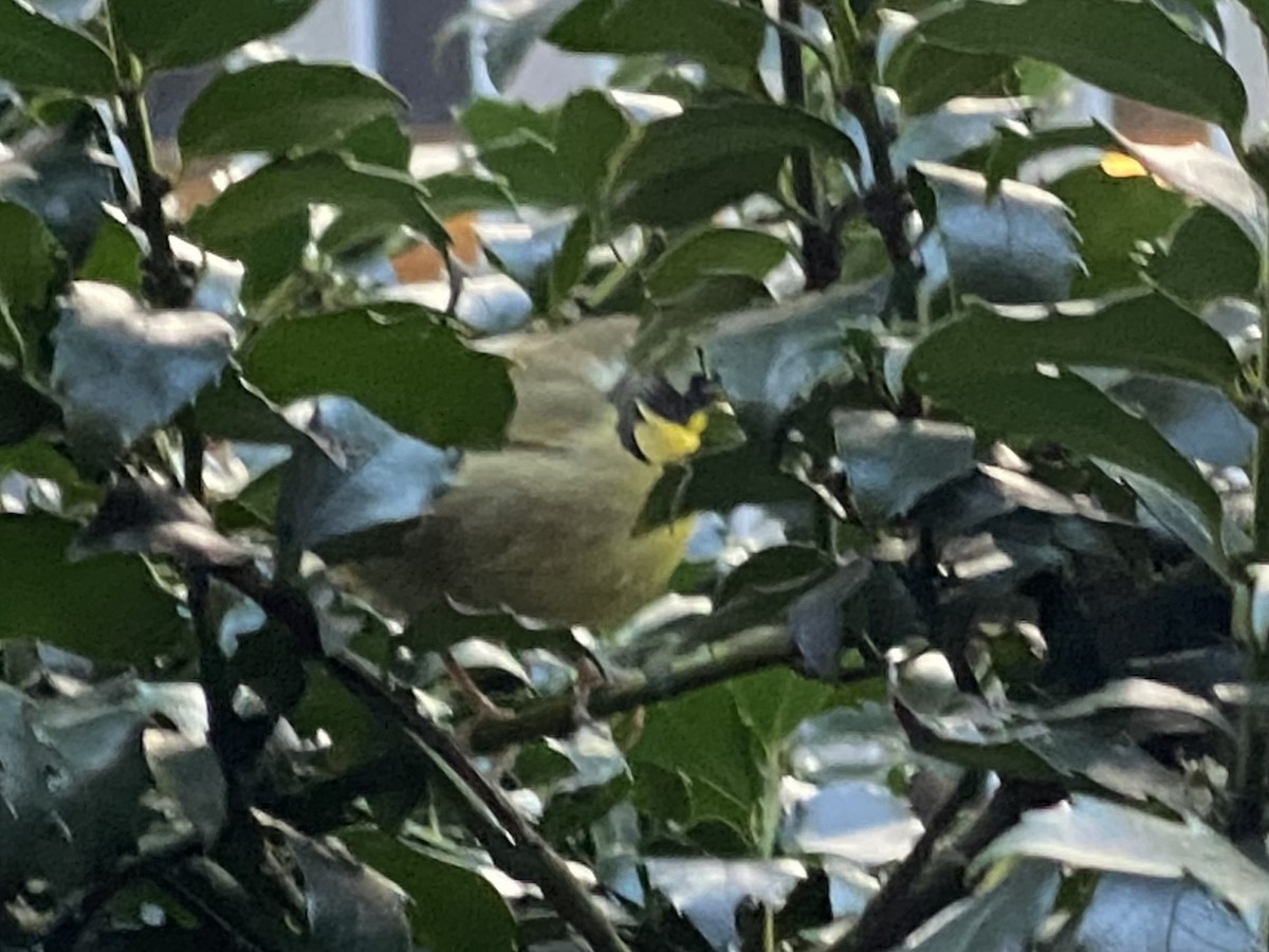 Common Yellowthroat - ML609866855