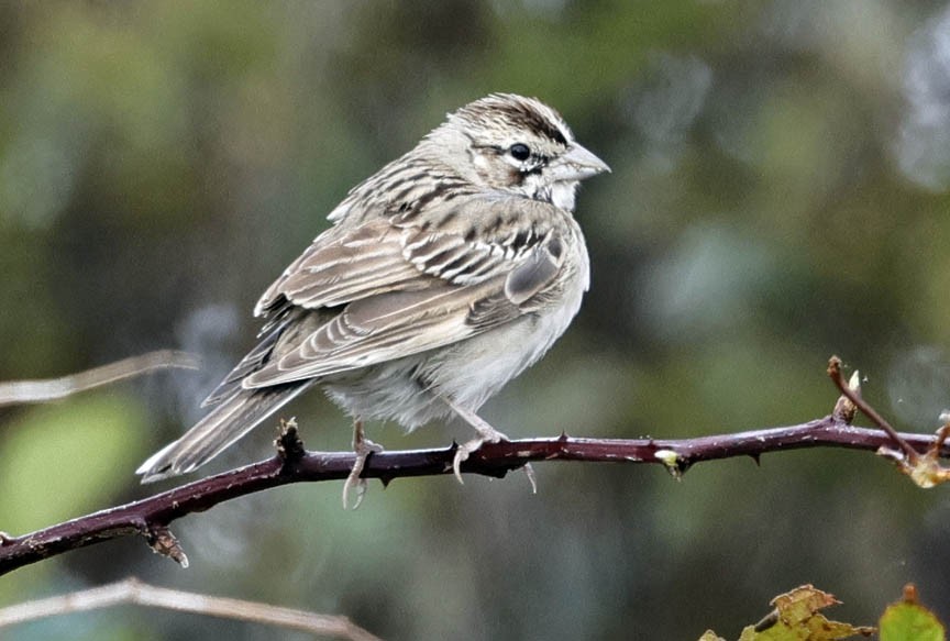 Lark Sparrow - ML609866907