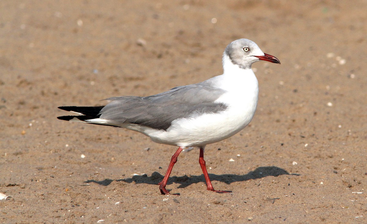 Gray-hooded Gull - ML60986691