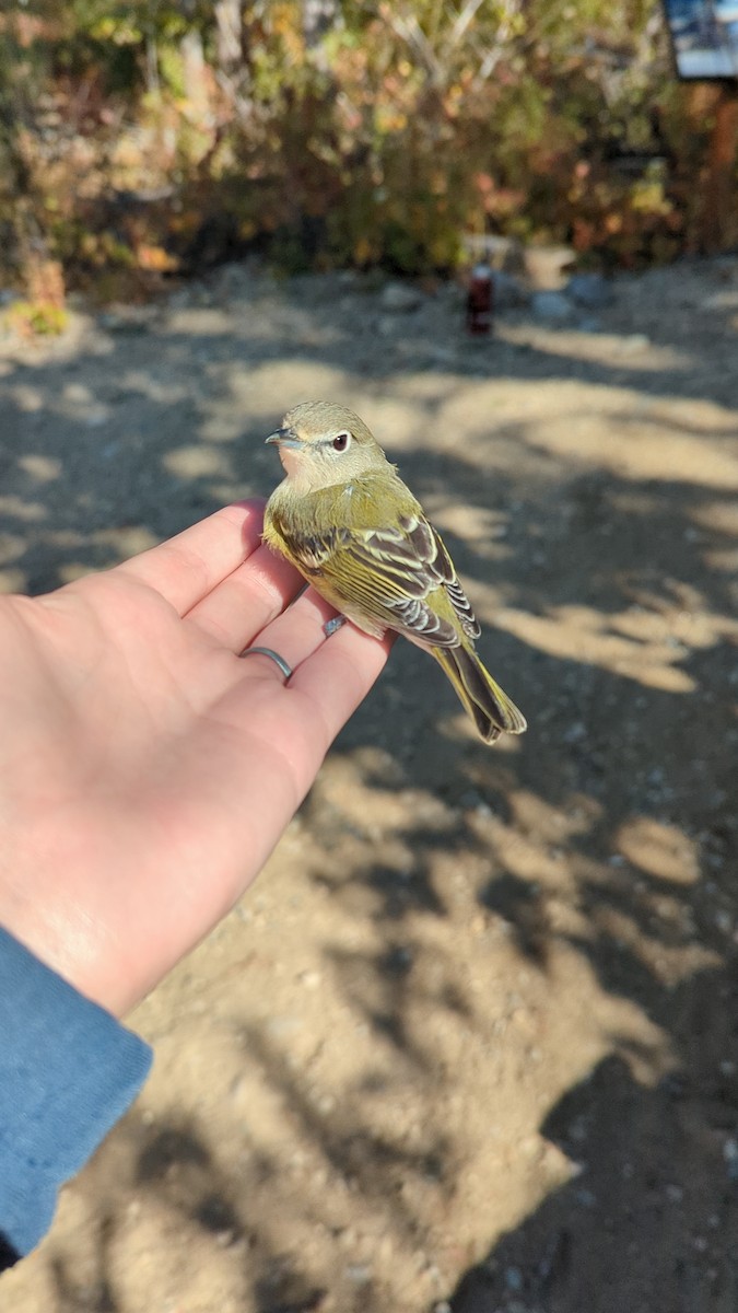 Cassin's Vireo - ML609866951