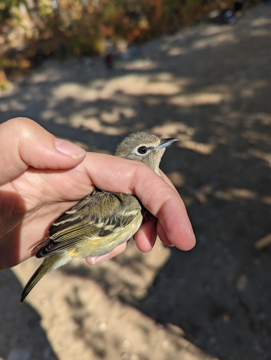 Cassin's Vireo - Heidi Ware Carlisle