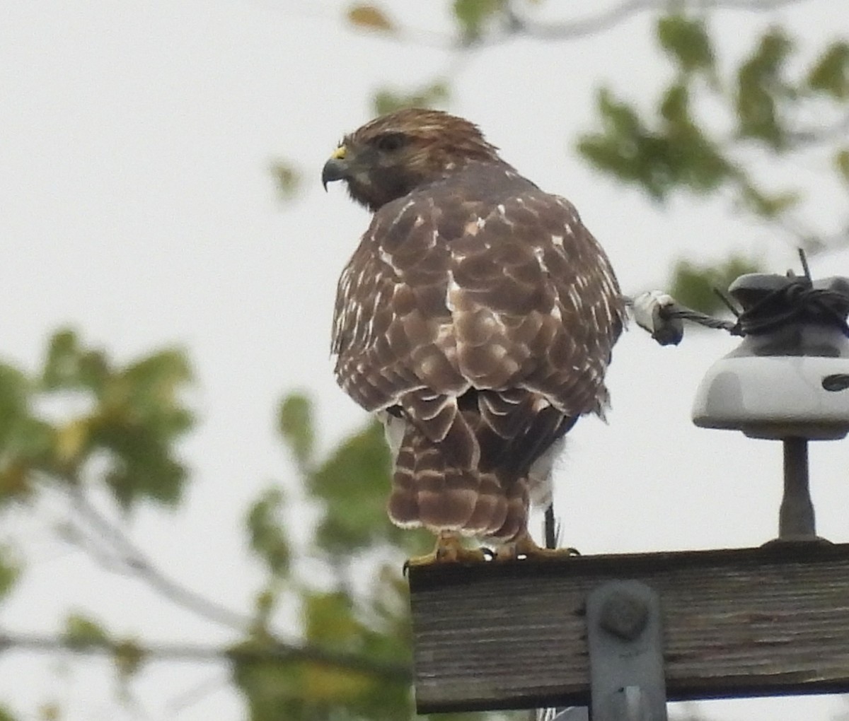 Red-shouldered Hawk - ML609867130