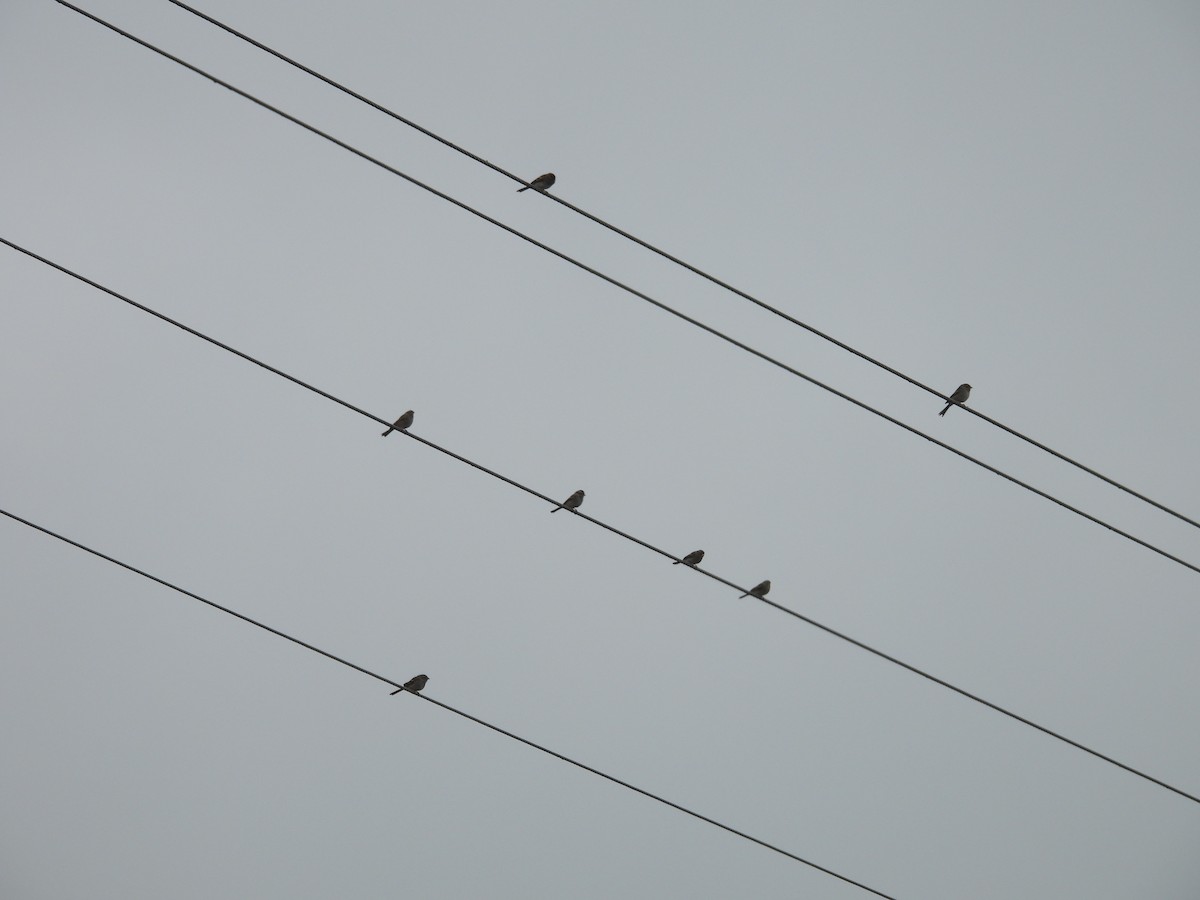 Chipping Sparrow - ML609867155