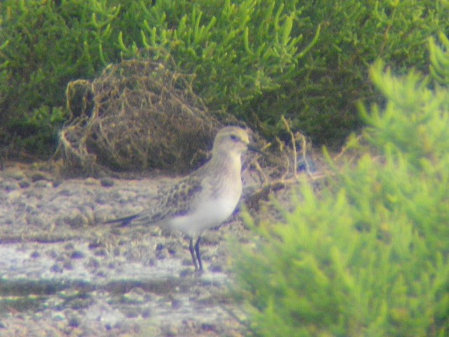 Baird's Sandpiper - ML609867160