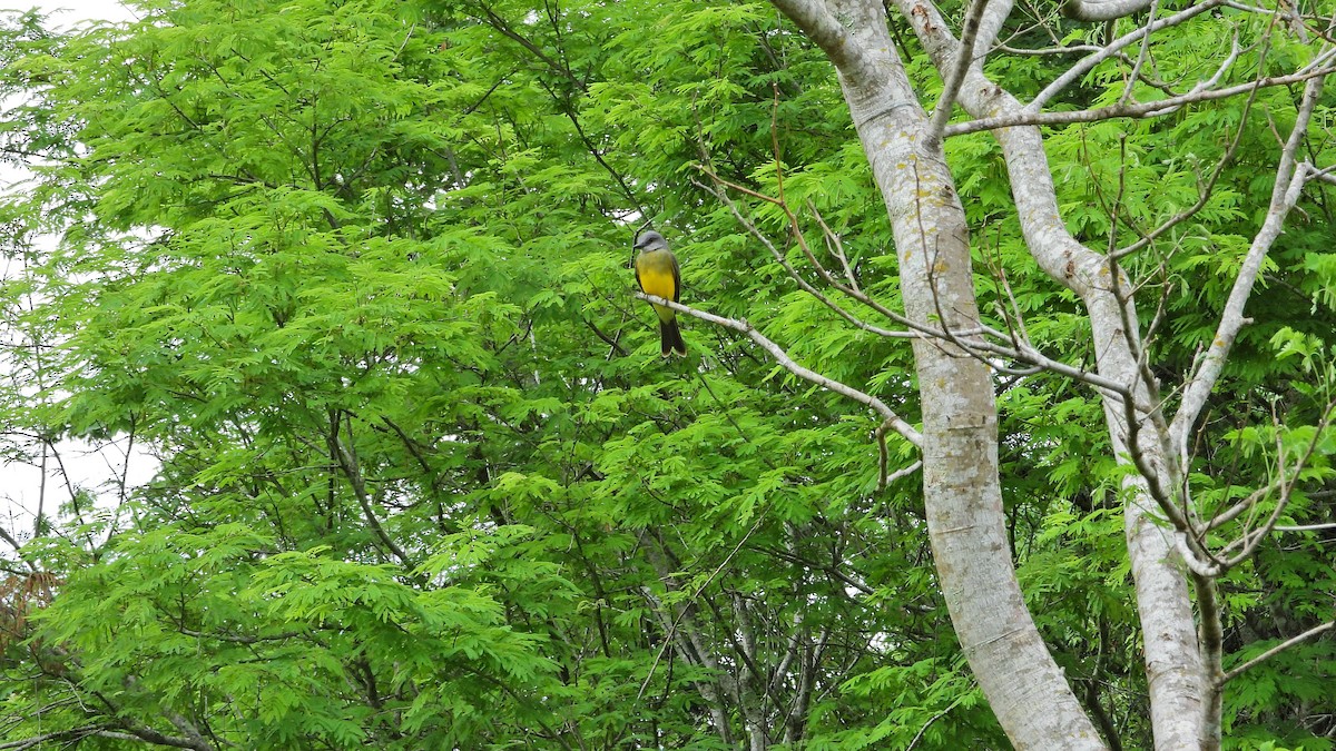 Tropical Kingbird - ML609867225