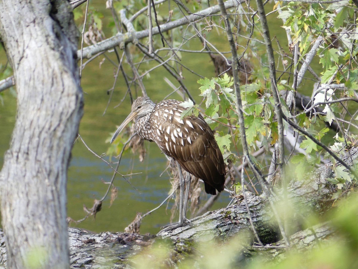 Limpkin - ML609867231