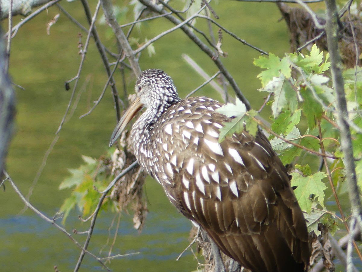 Limpkin - ML609867232