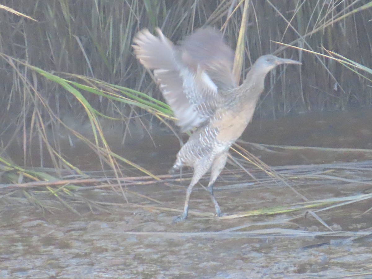 Clapper Rail - ML609867236