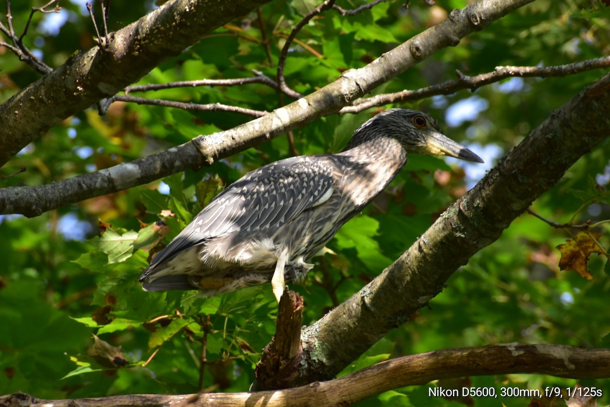 Yellow-crowned Night Heron (Yellow-crowned) - ML609867243