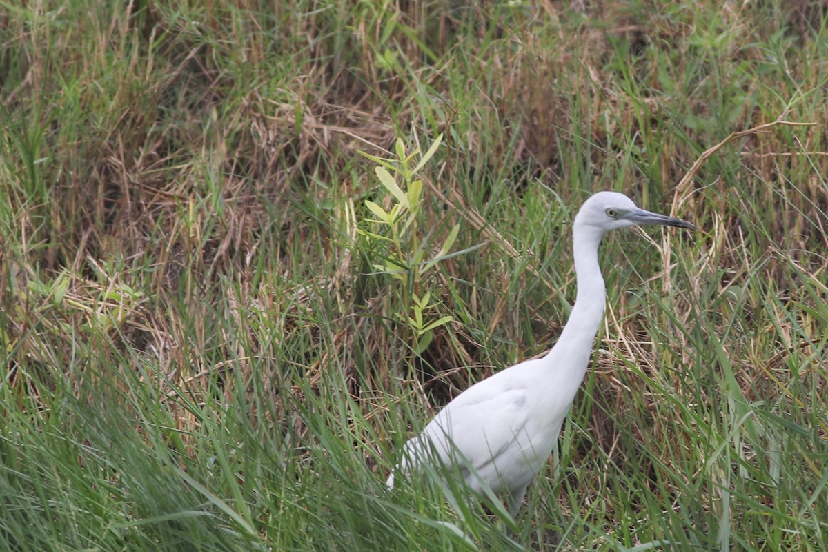 Little Blue Heron - Robert Hawkins