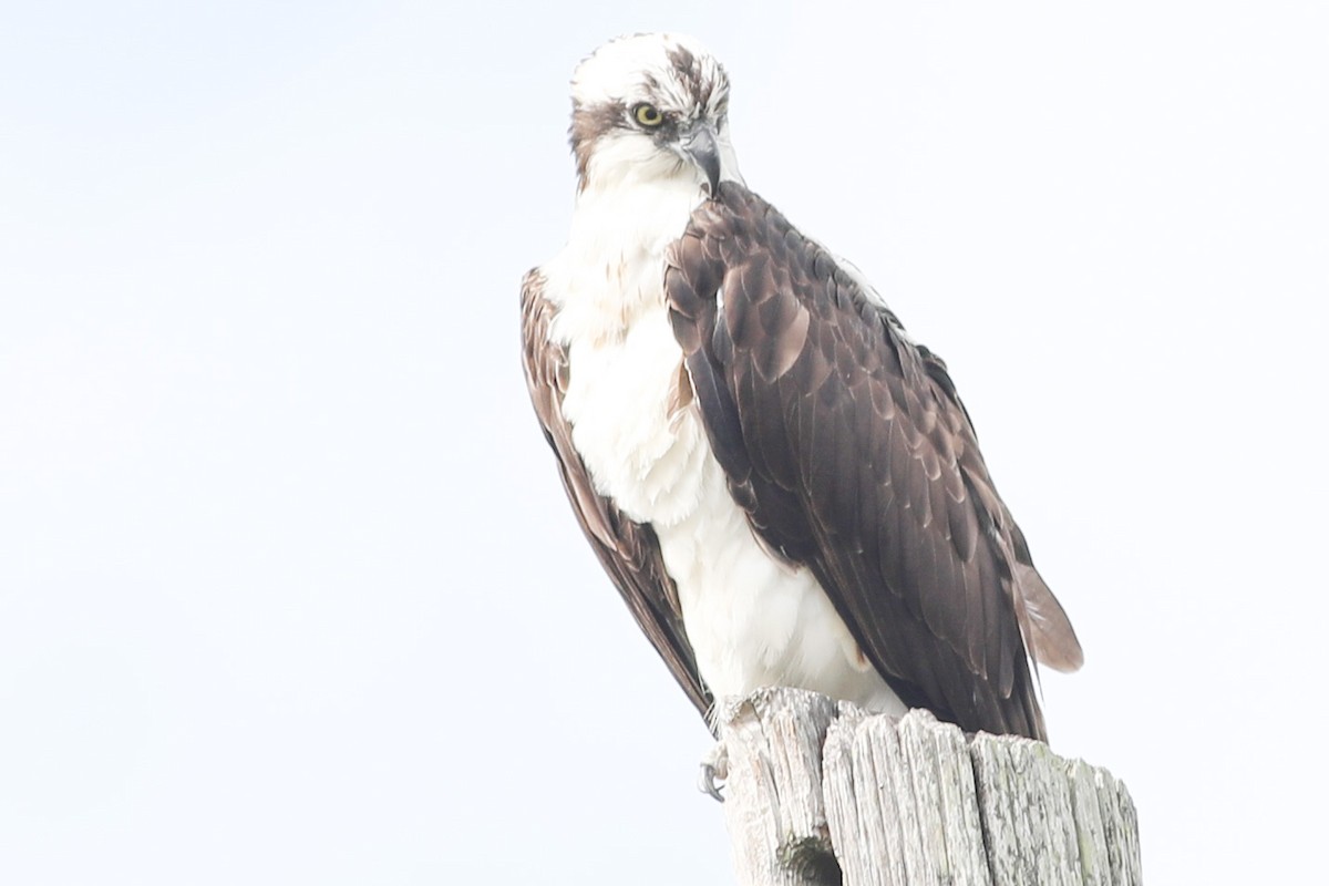 Osprey - Robert Hawkins