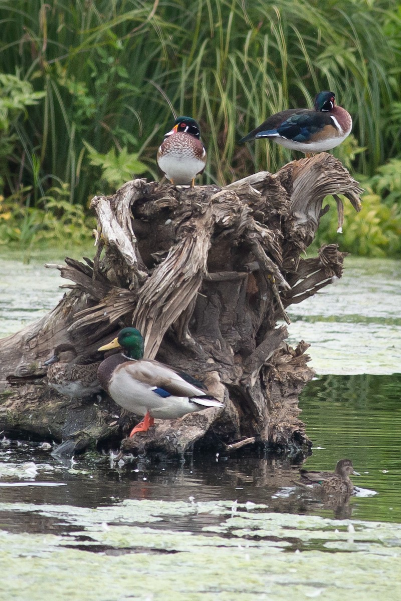 Wood Duck - Chantelle du Plessis (Andes EcoTours)