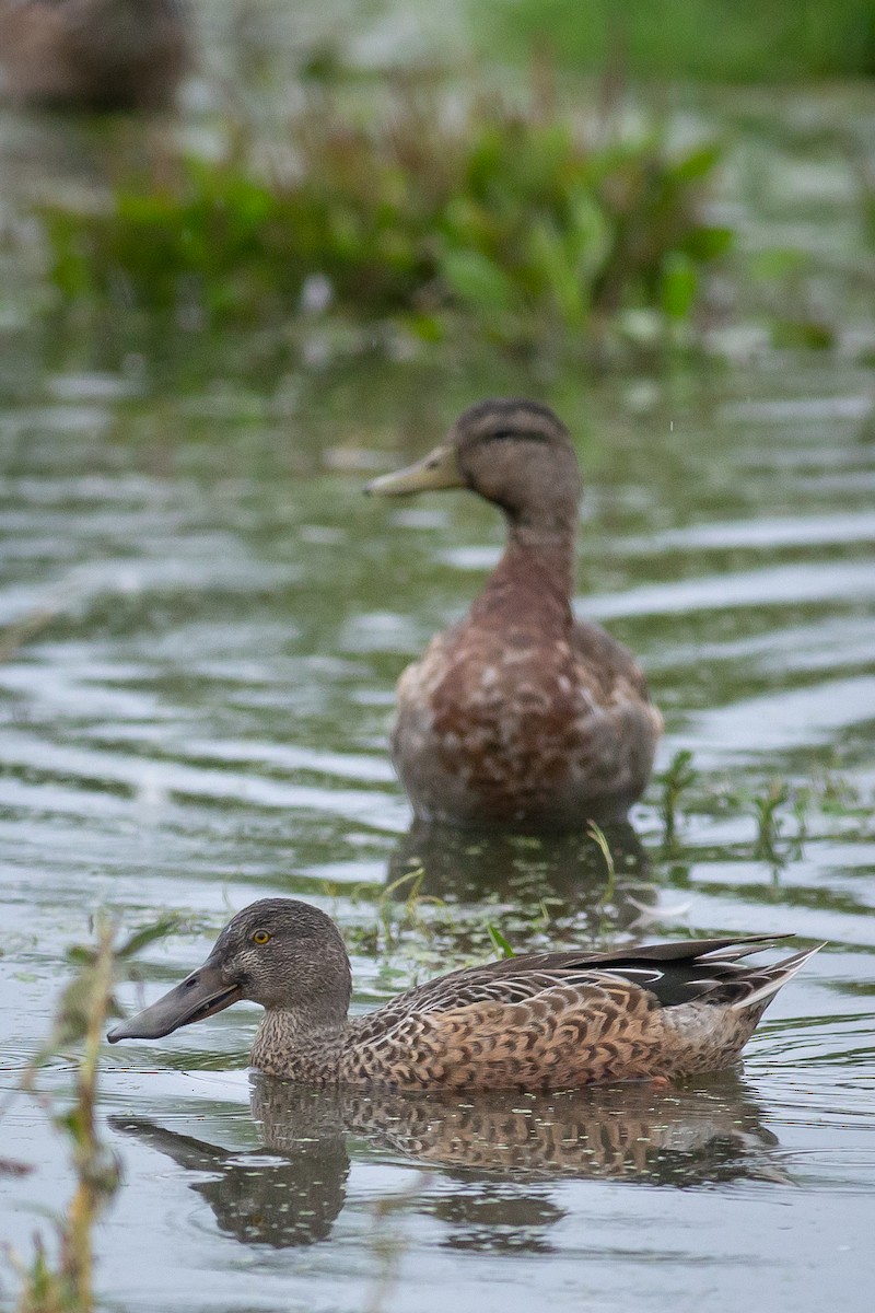 Northern Shoveler - ML609867343