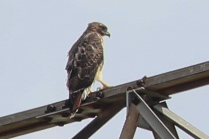 Red-tailed Hawk - Robert Hawkins