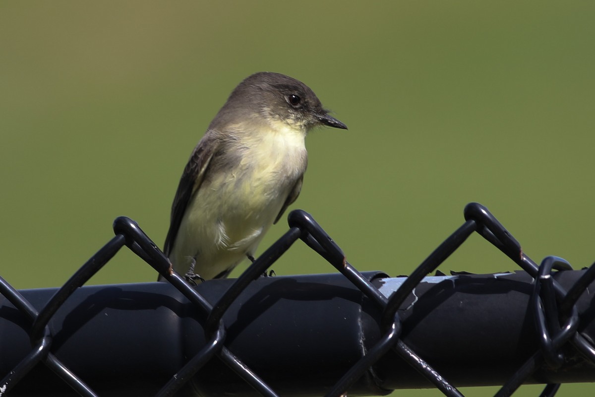 Eastern Phoebe - ML609867400