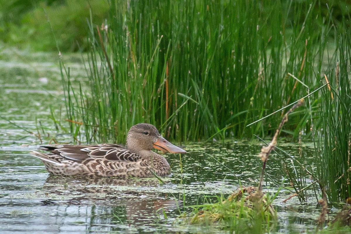 Northern Shoveler - ML609867429