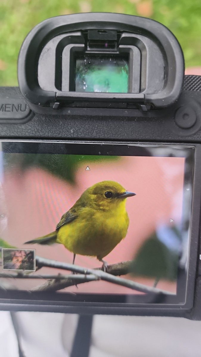 Hooded Warbler - ML609867432