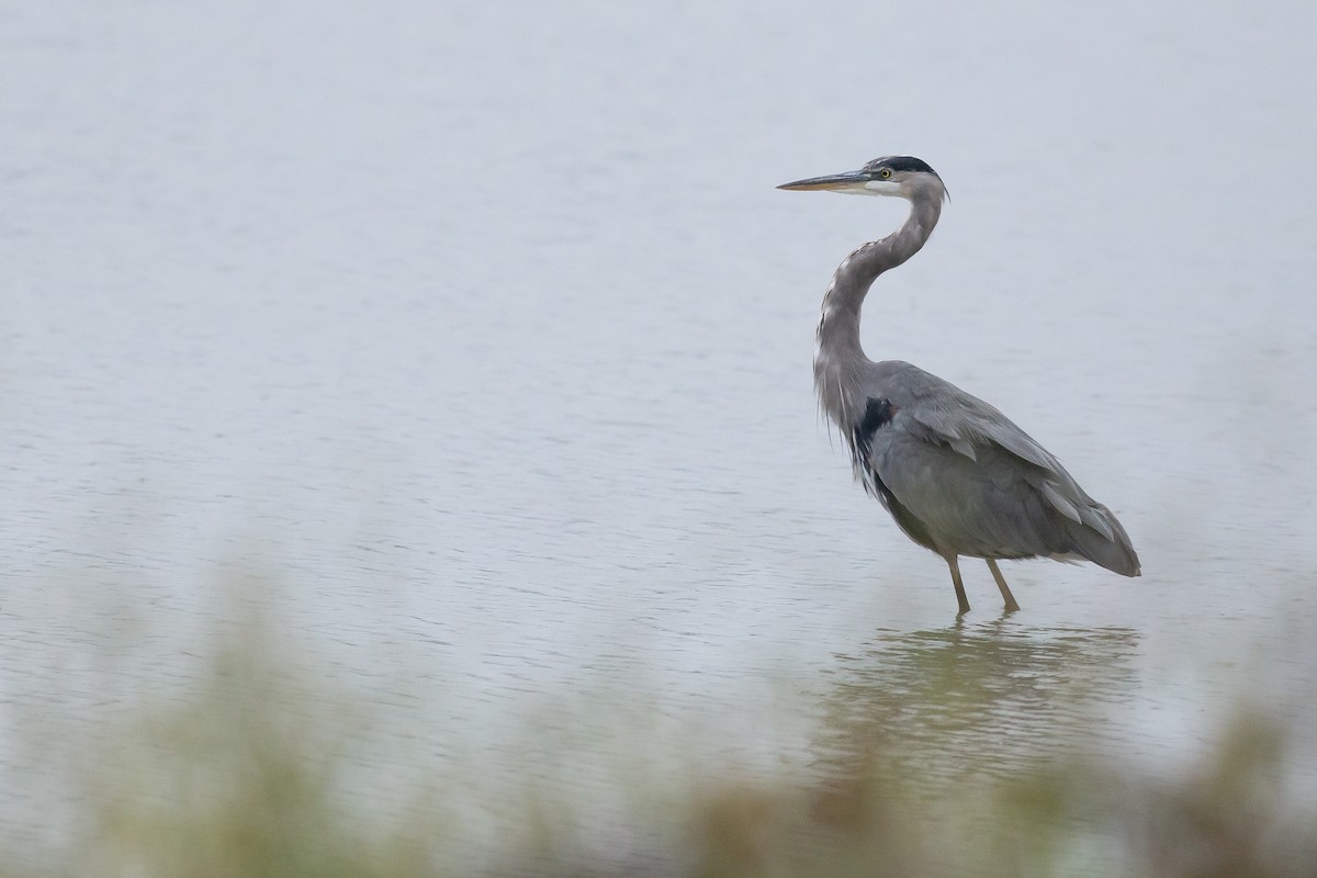 Garza Azulada - ML609867453