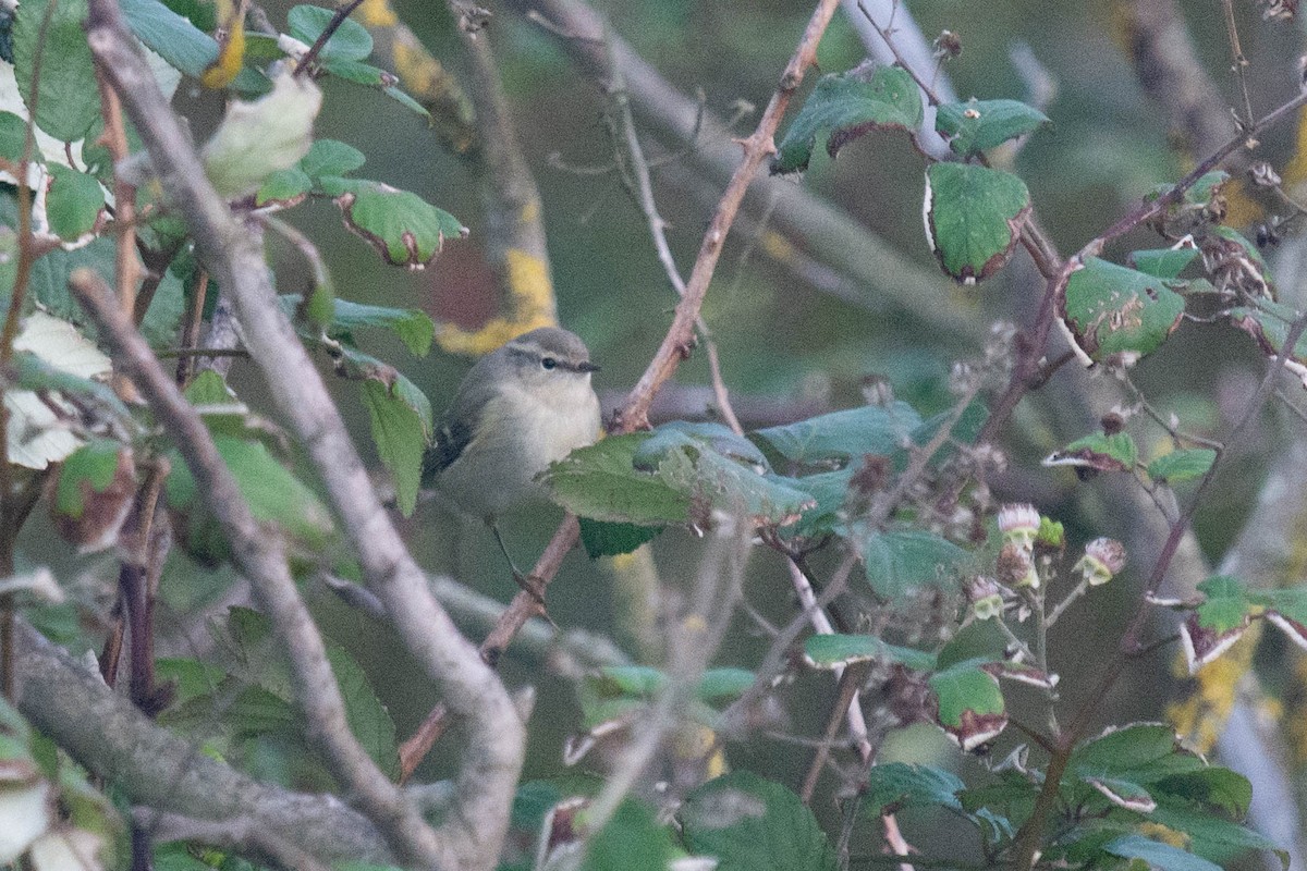 Hume's Warbler - Daniel Schmäing