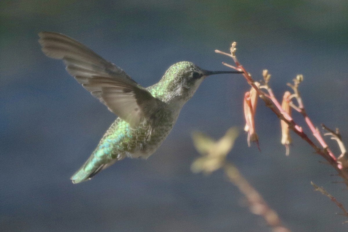 Colibrí de Anna - ML609867560