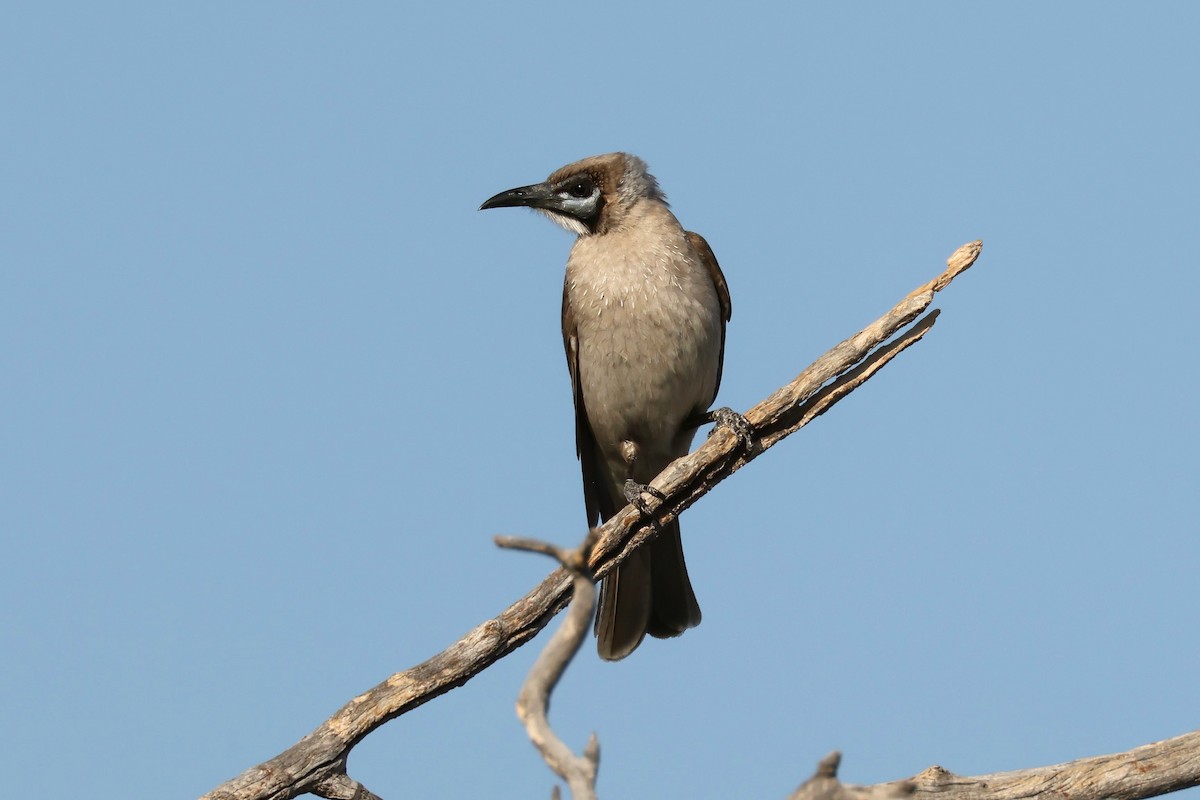 Little Friarbird - ML609867620