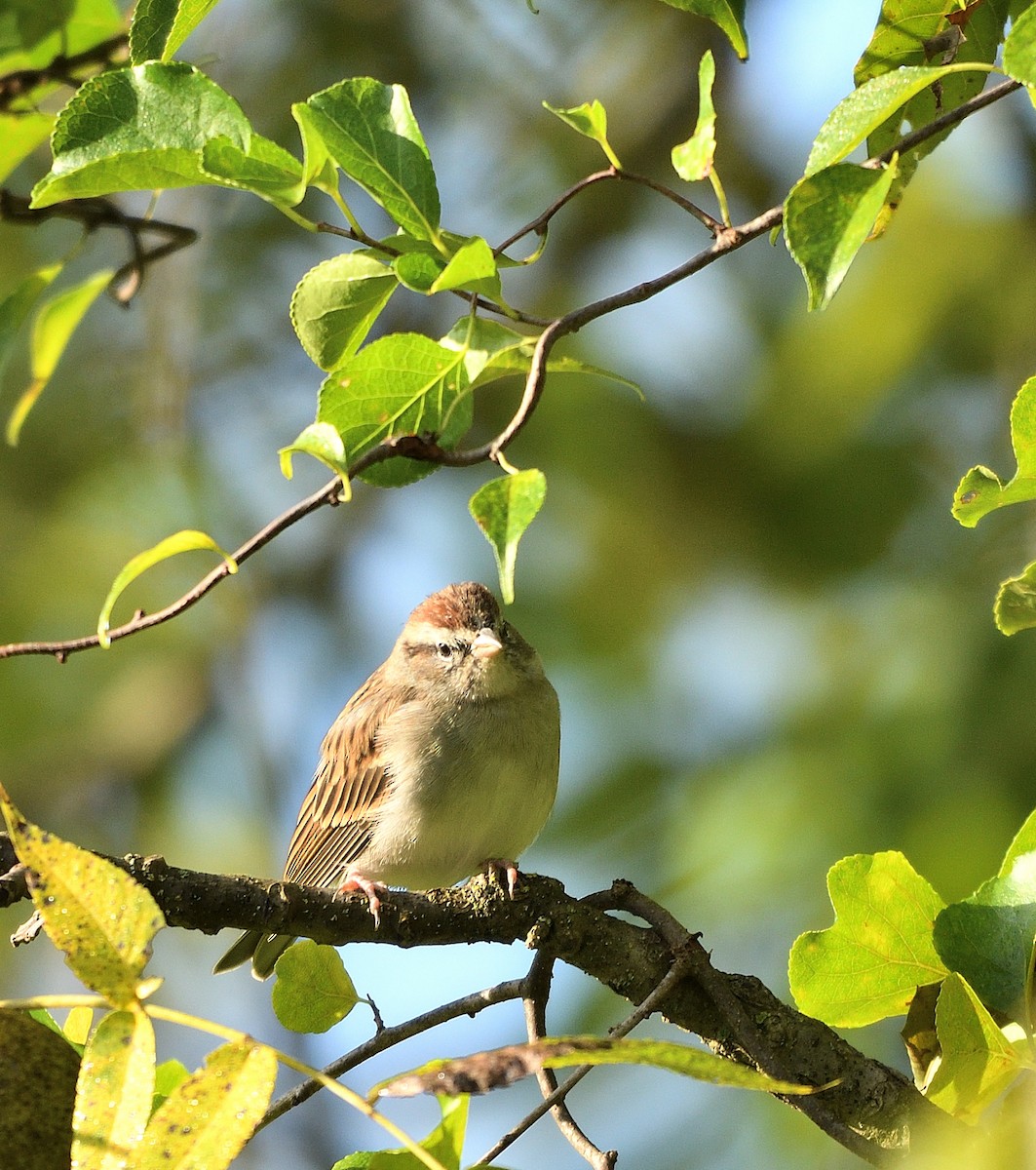 Chipping Sparrow - ML609867632
