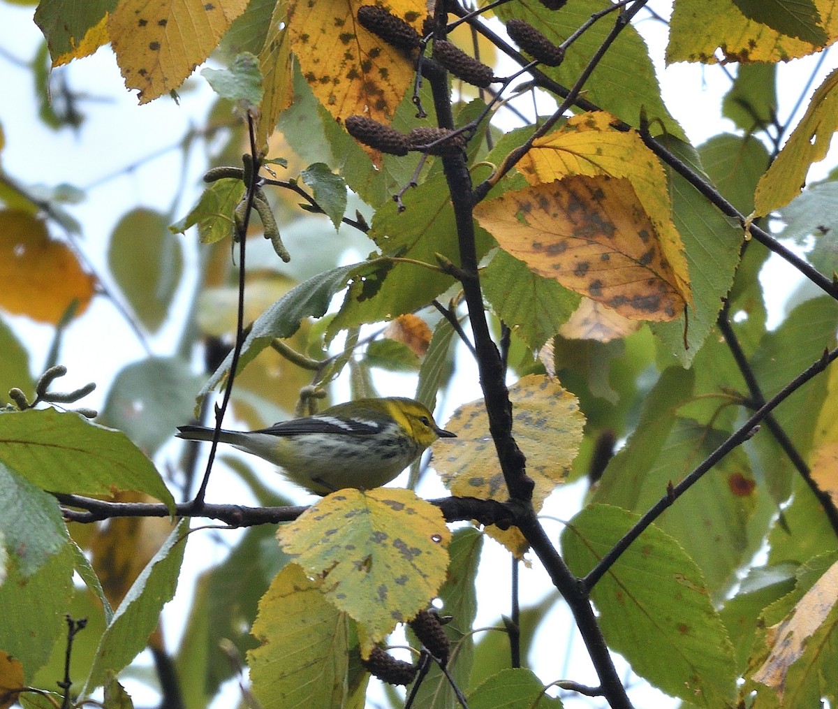 Black-throated Green Warbler - ML609867655