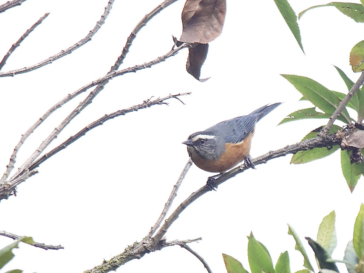 White-browed Conebill - ML609867702