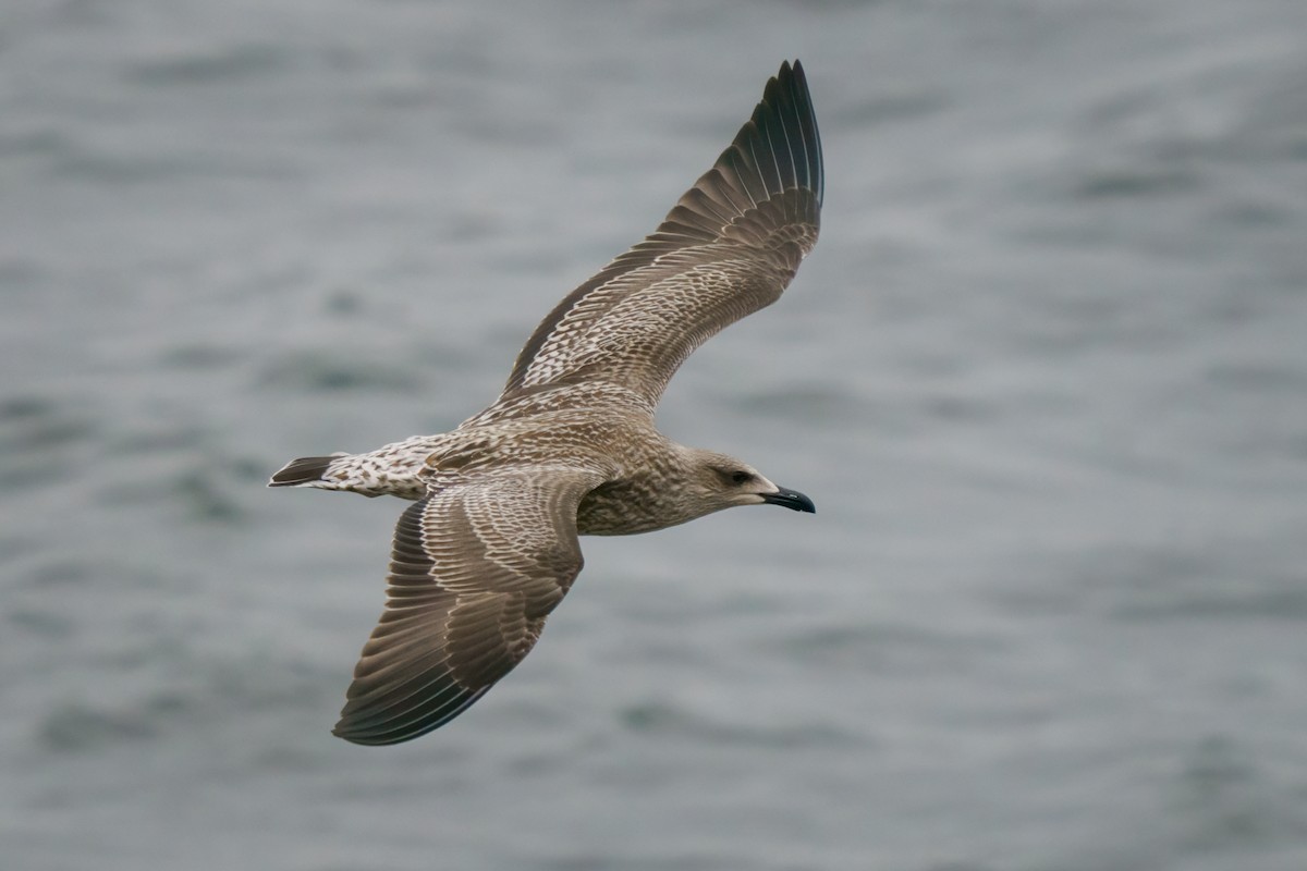 Lesser Black-backed Gull - Rick Wilhoit