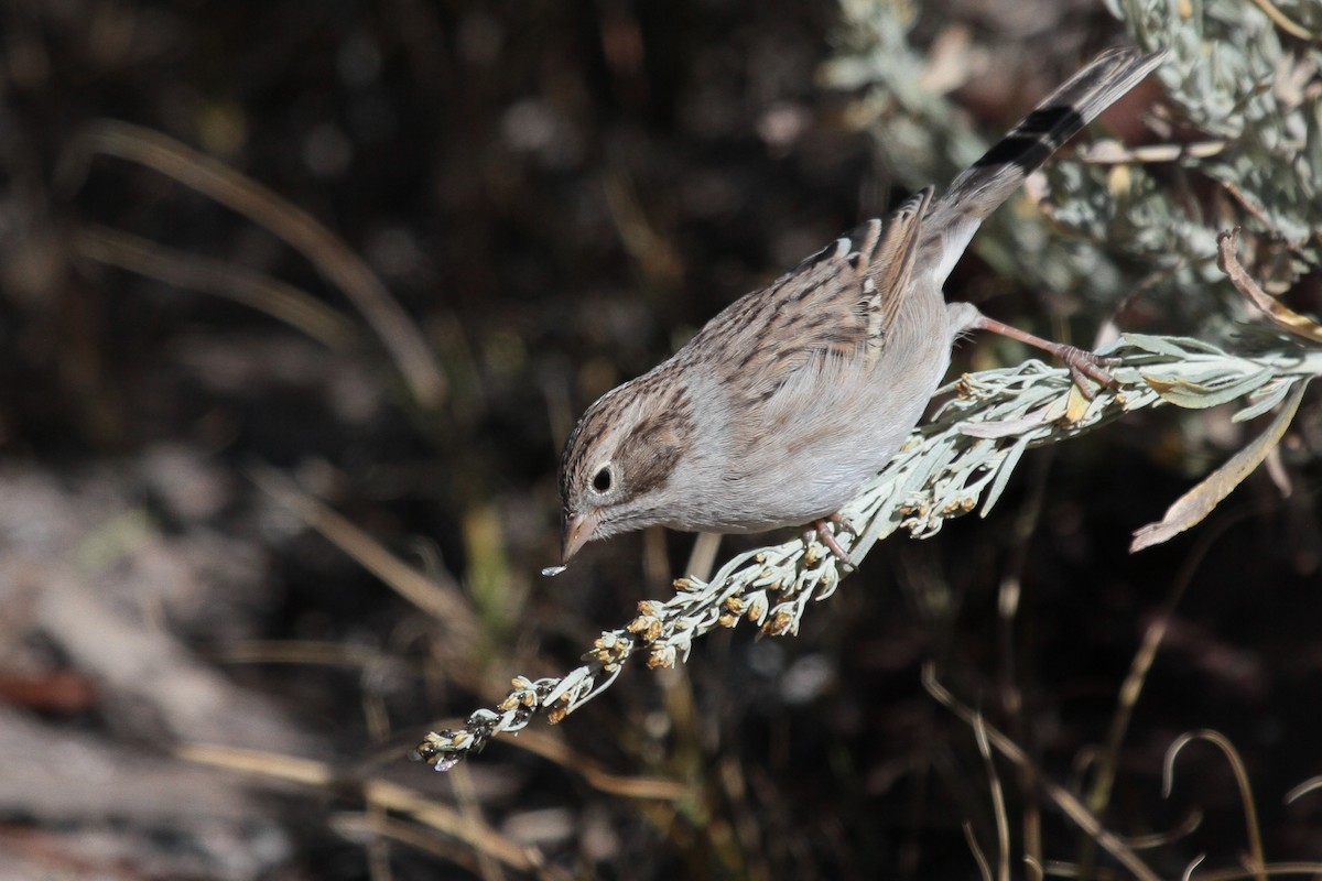 Brewer's Sparrow - ML609867724