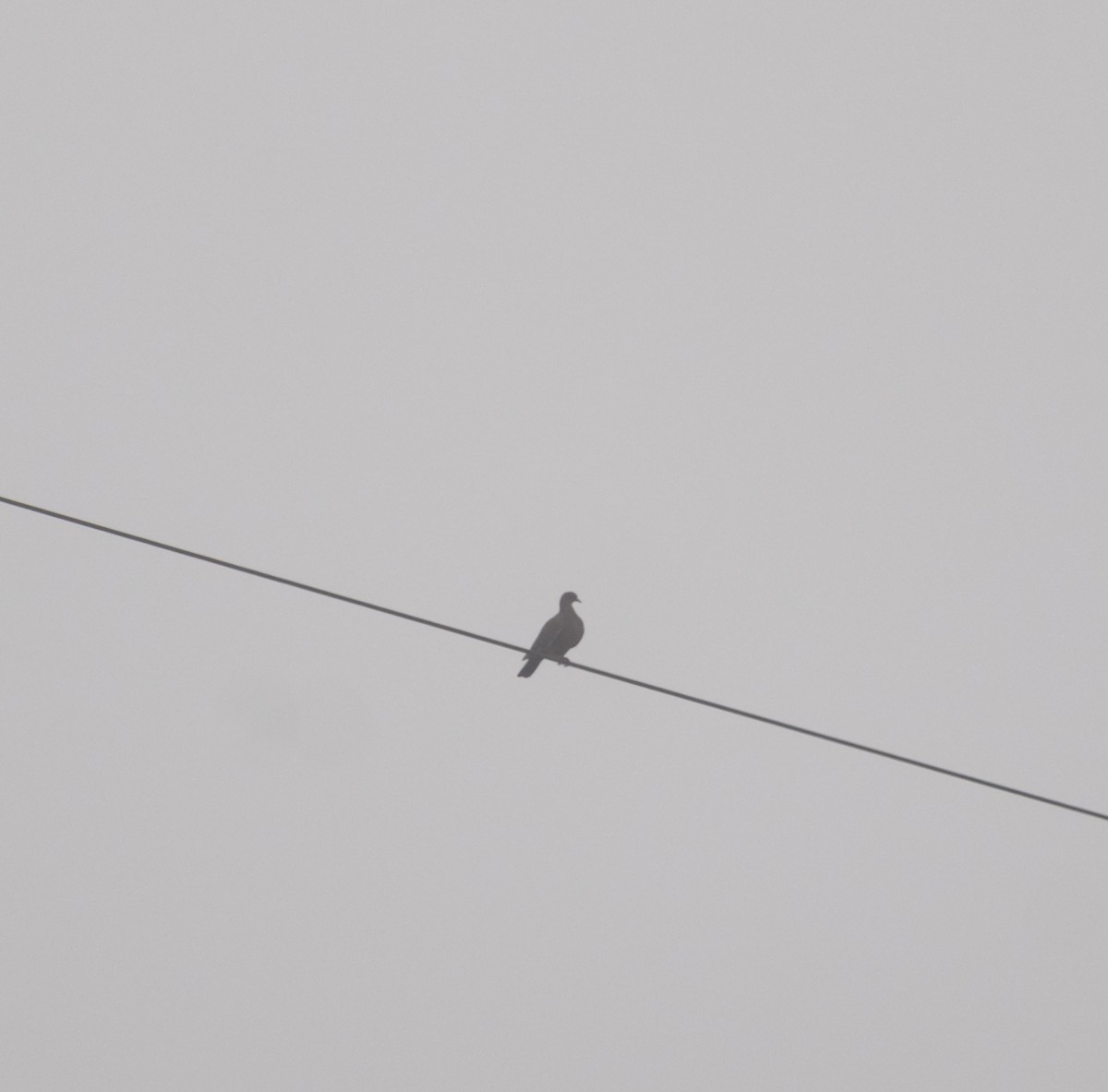 White-tipped Dove - ML609867822