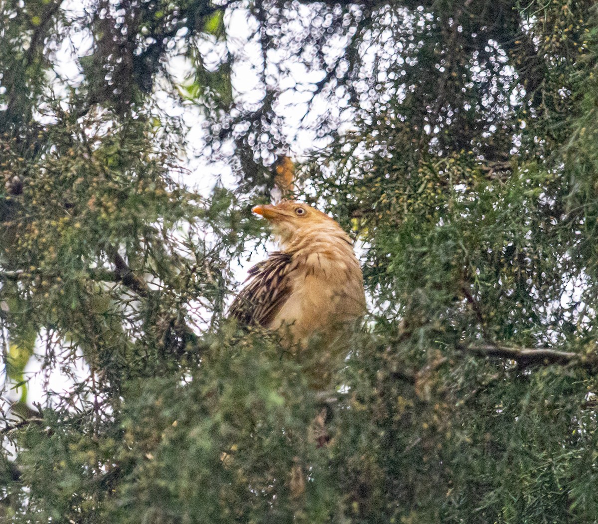 Guira Cuckoo - ML609867825