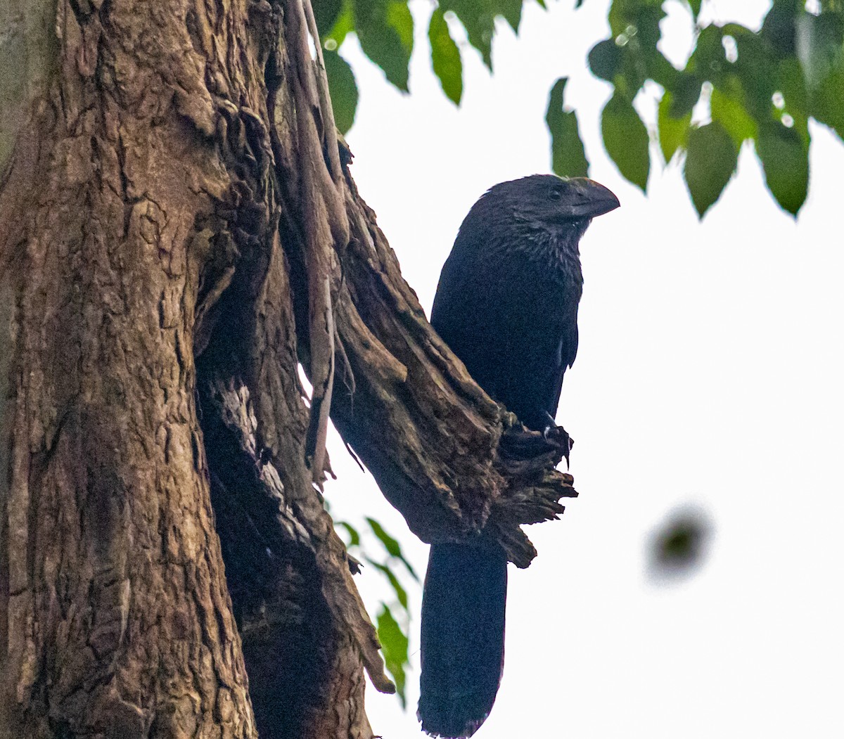 Smooth-billed Ani - ML609867828