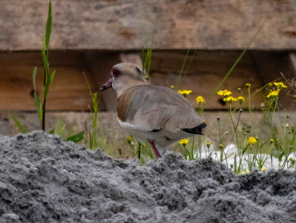 Southern Lapwing - ML609867841