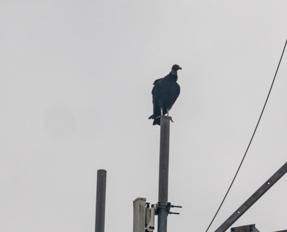 Black Vulture - ML609867842