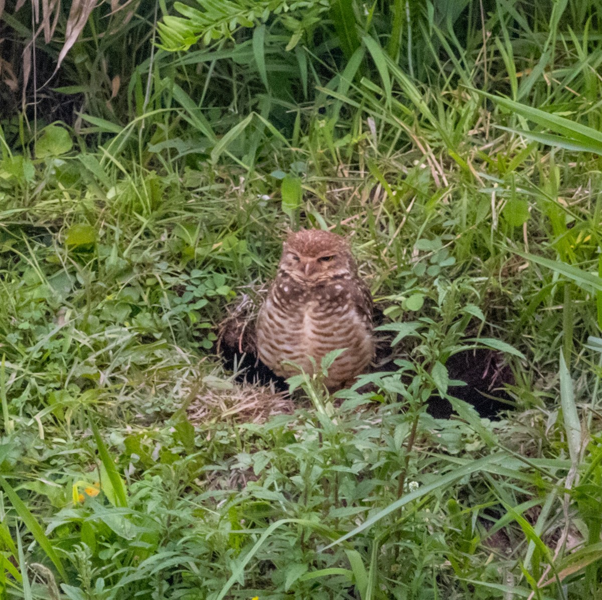 Burrowing Owl - ML609867849