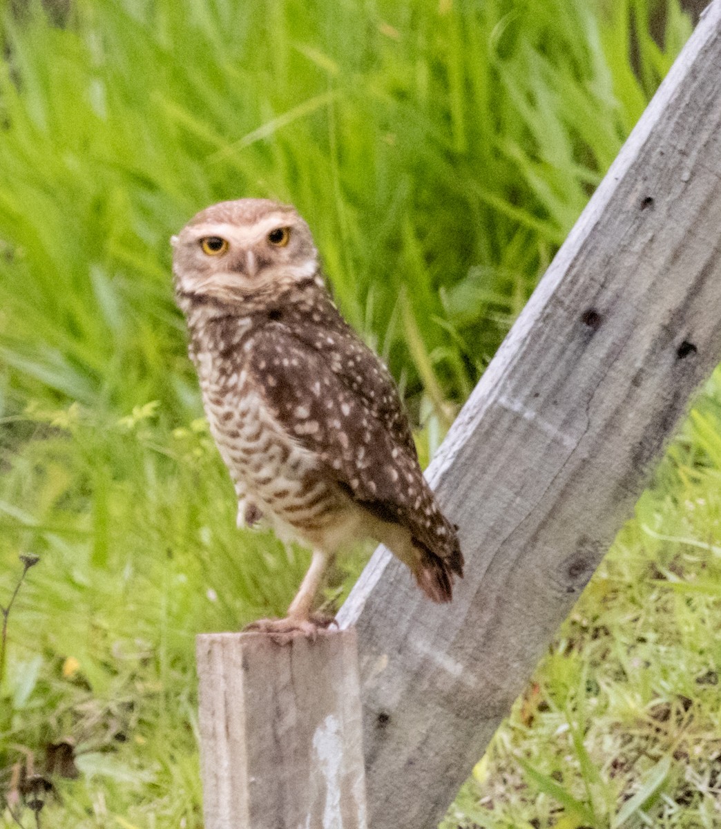 Burrowing Owl - ML609867850