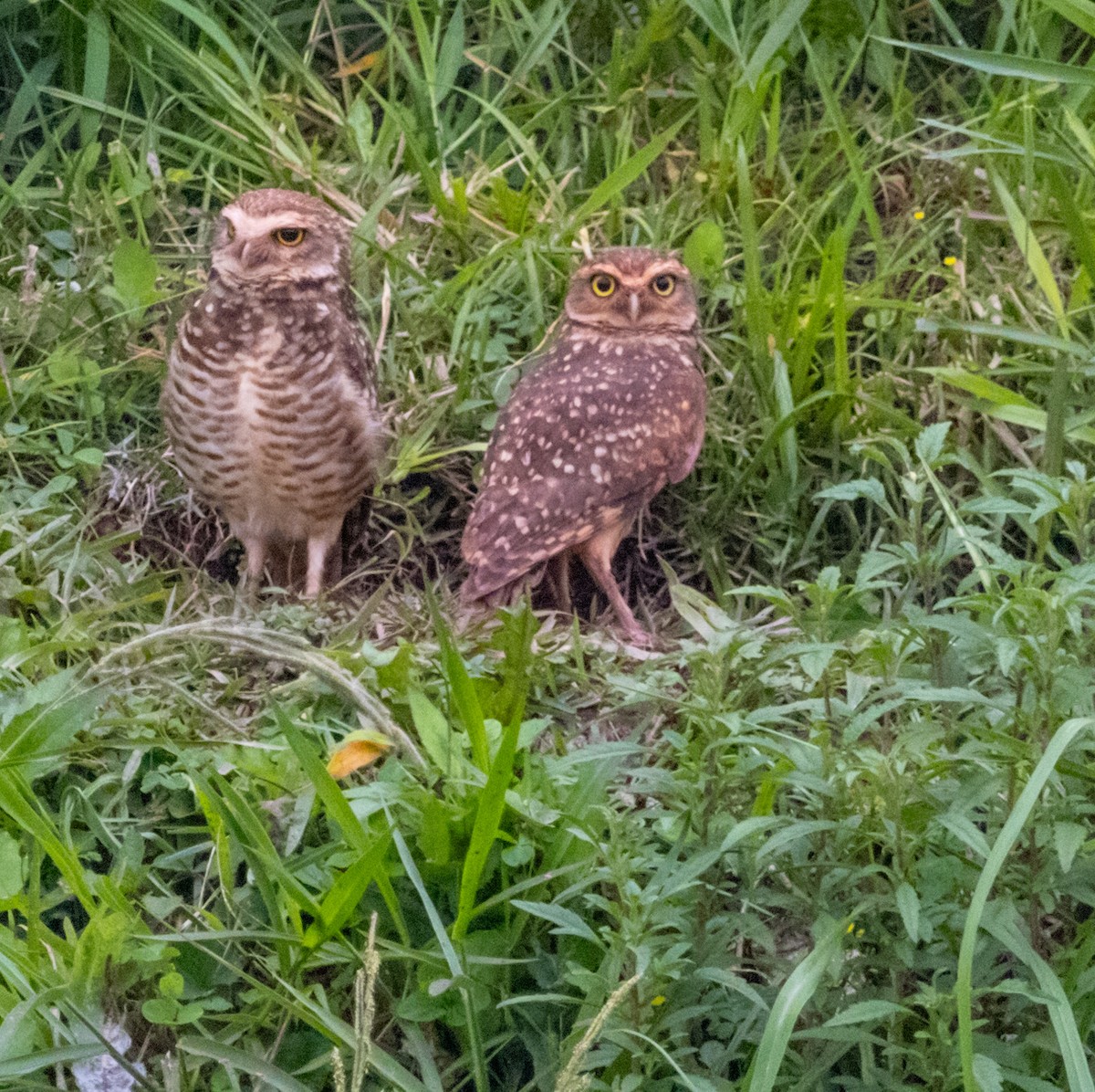 Burrowing Owl - ML609867851
