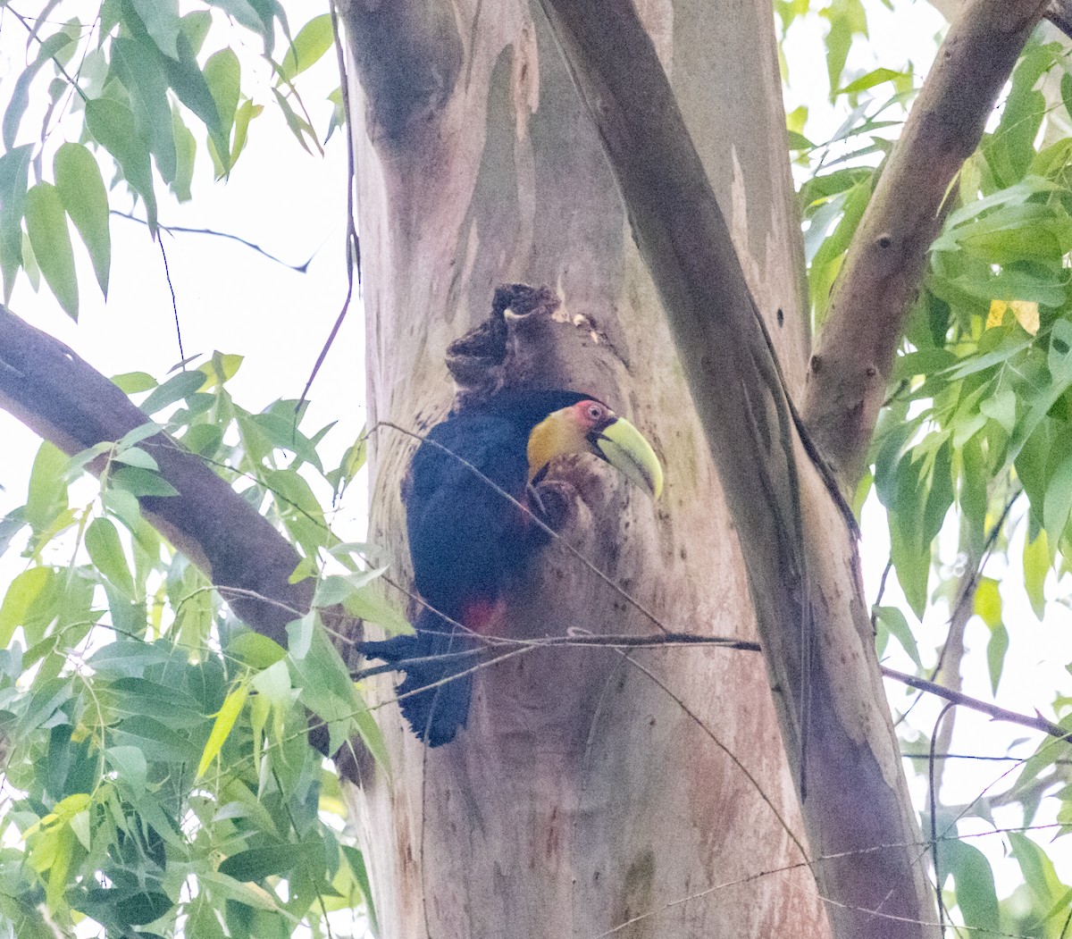 Red-breasted Toucan - ML609867856