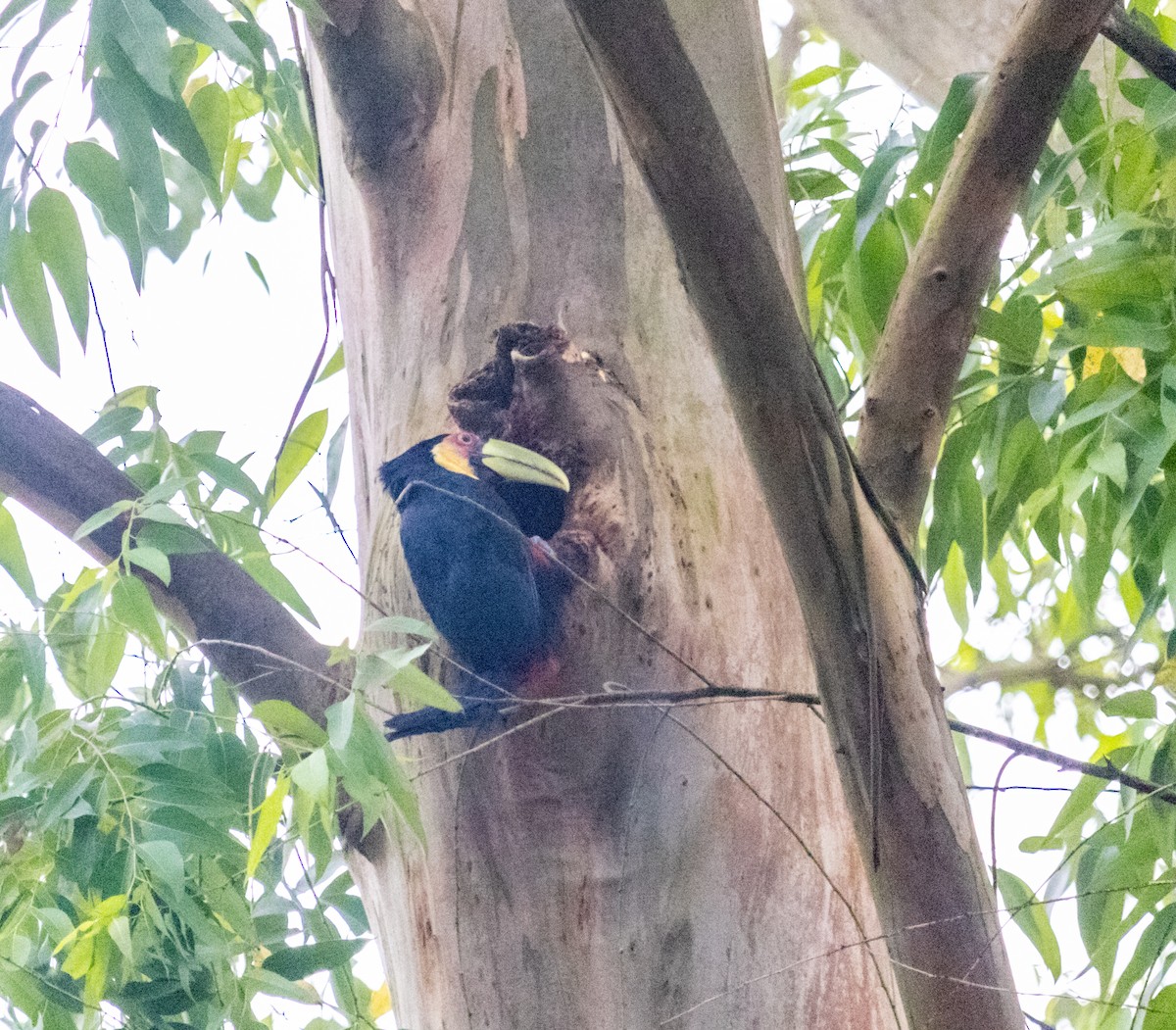 Red-breasted Toucan - ML609867858