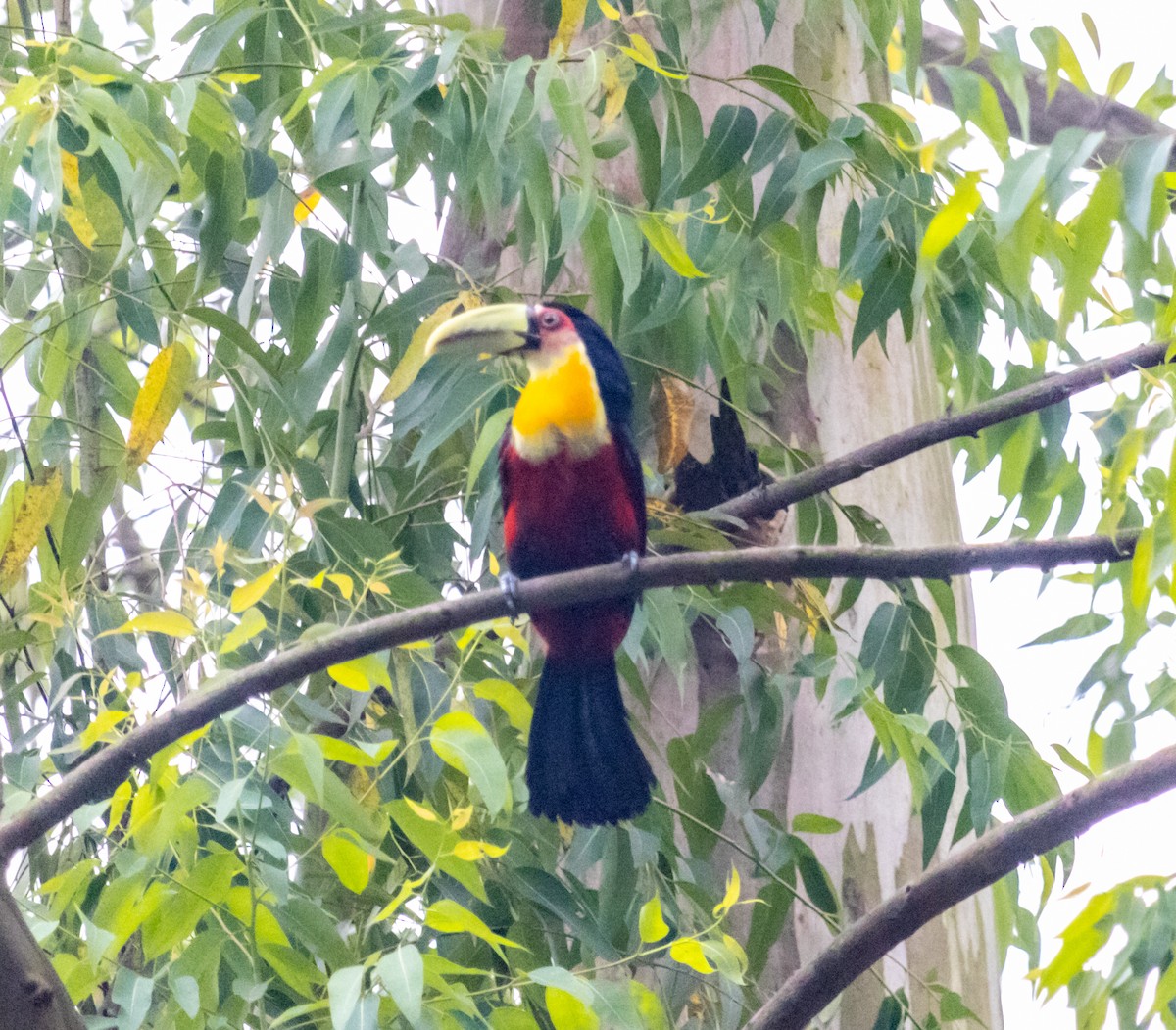 Red-breasted Toucan - ML609867859