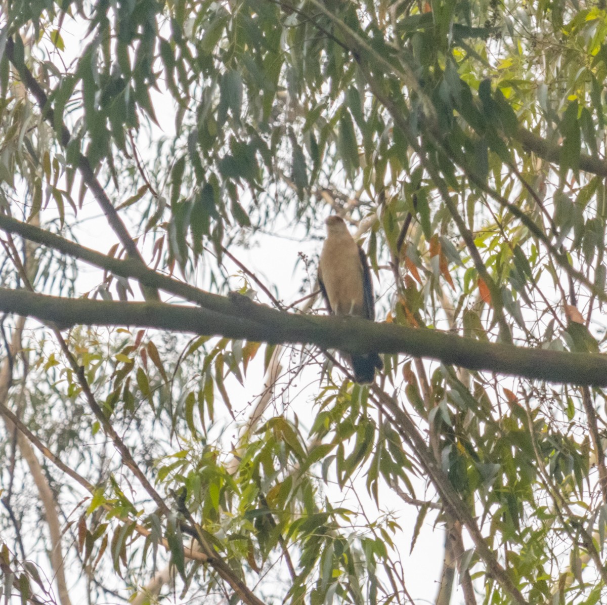 Yellow-headed Caracara - ML609867867