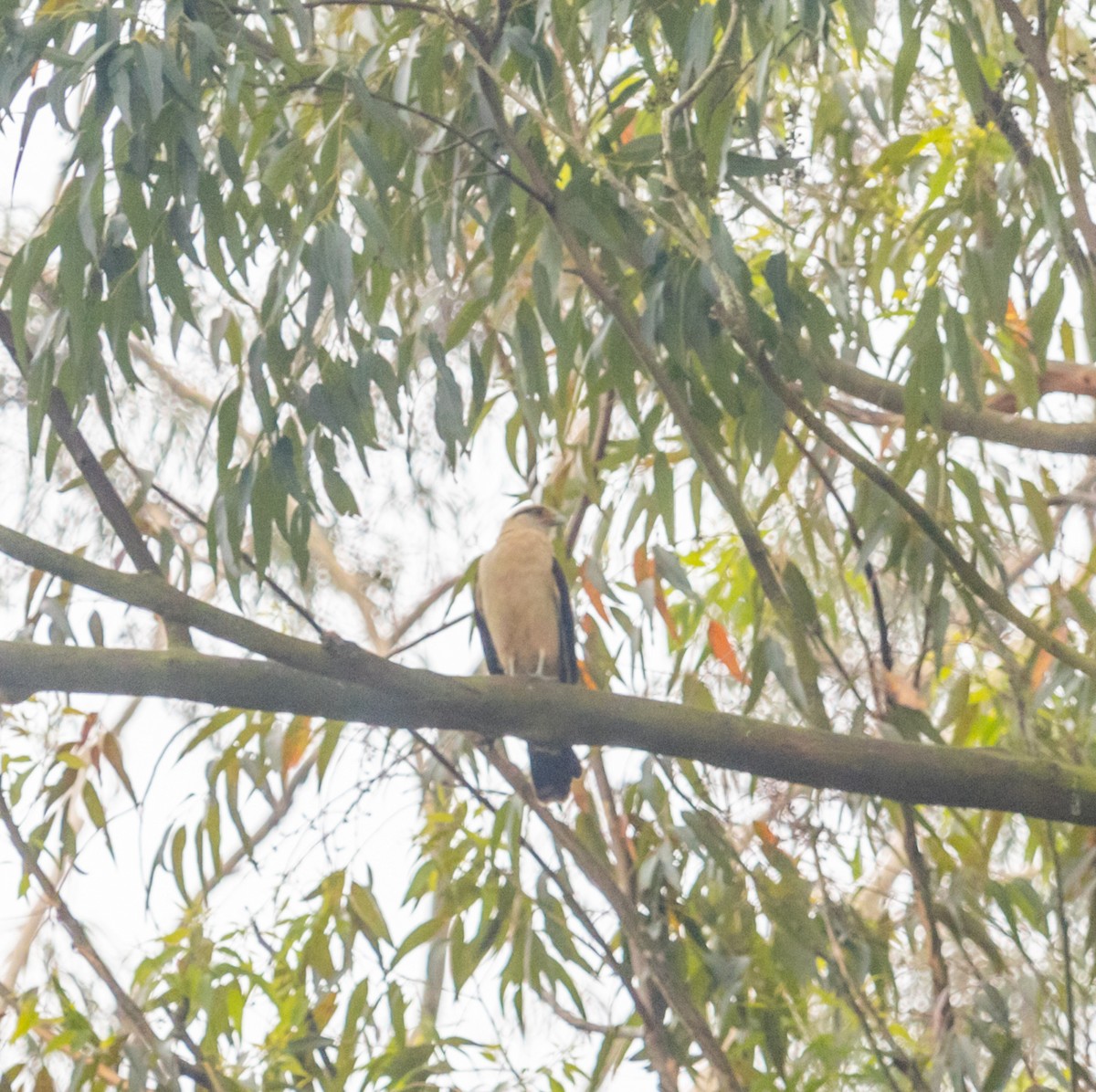 Yellow-headed Caracara - ML609867868
