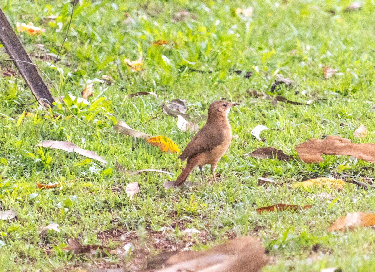 Rufous Hornero - ML609867880