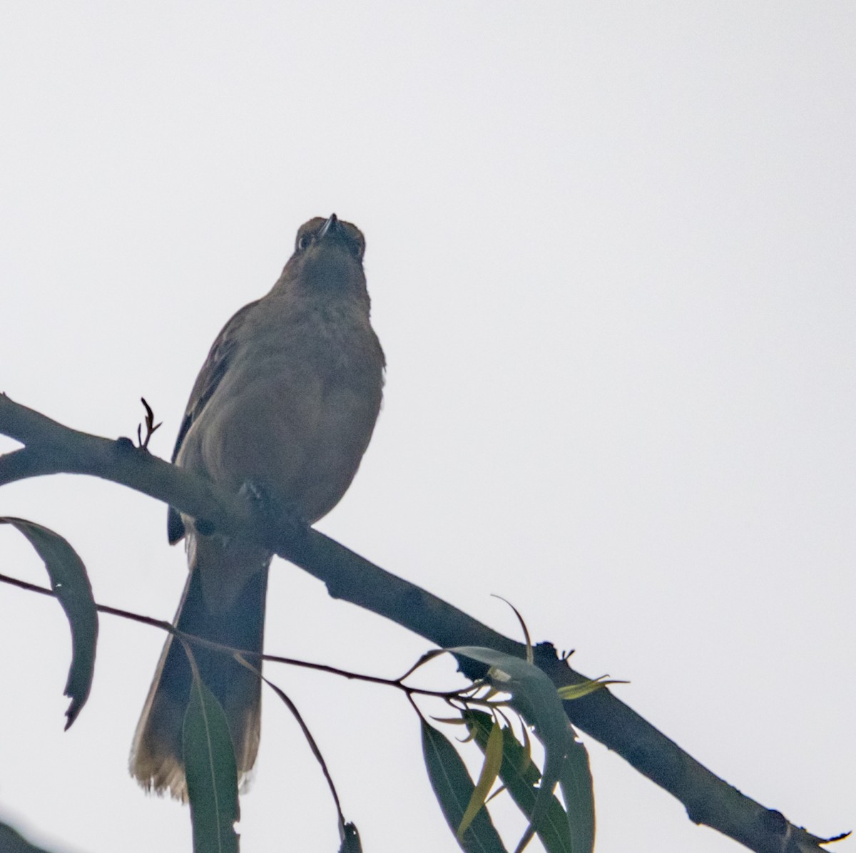 Chalk-browed Mockingbird - ML609867896