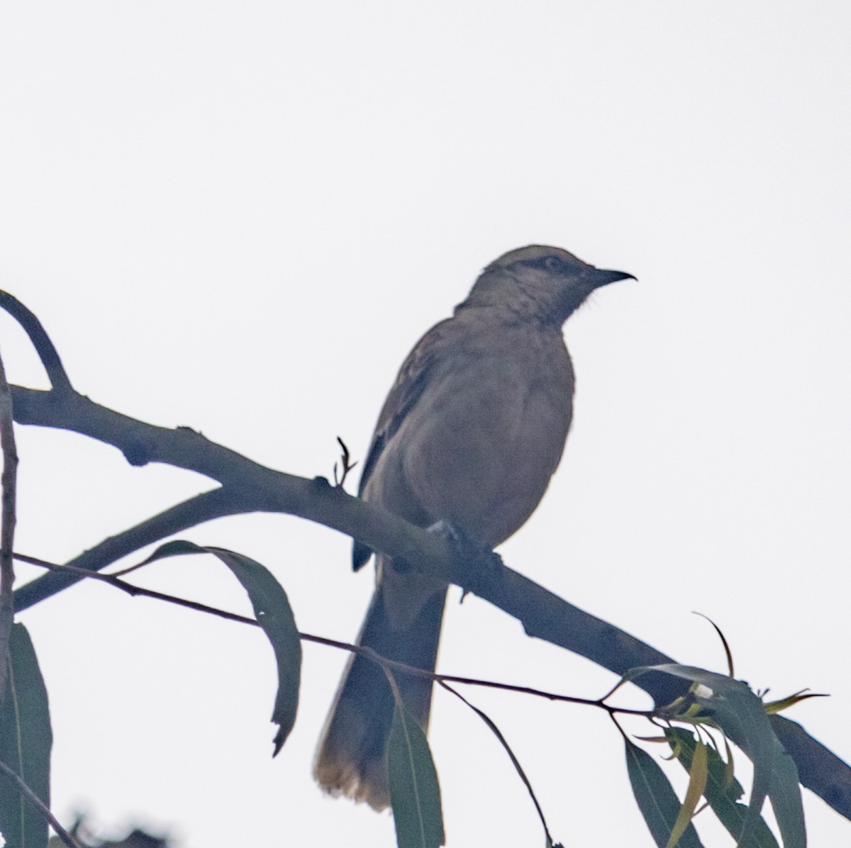 Chalk-browed Mockingbird - ML609867897