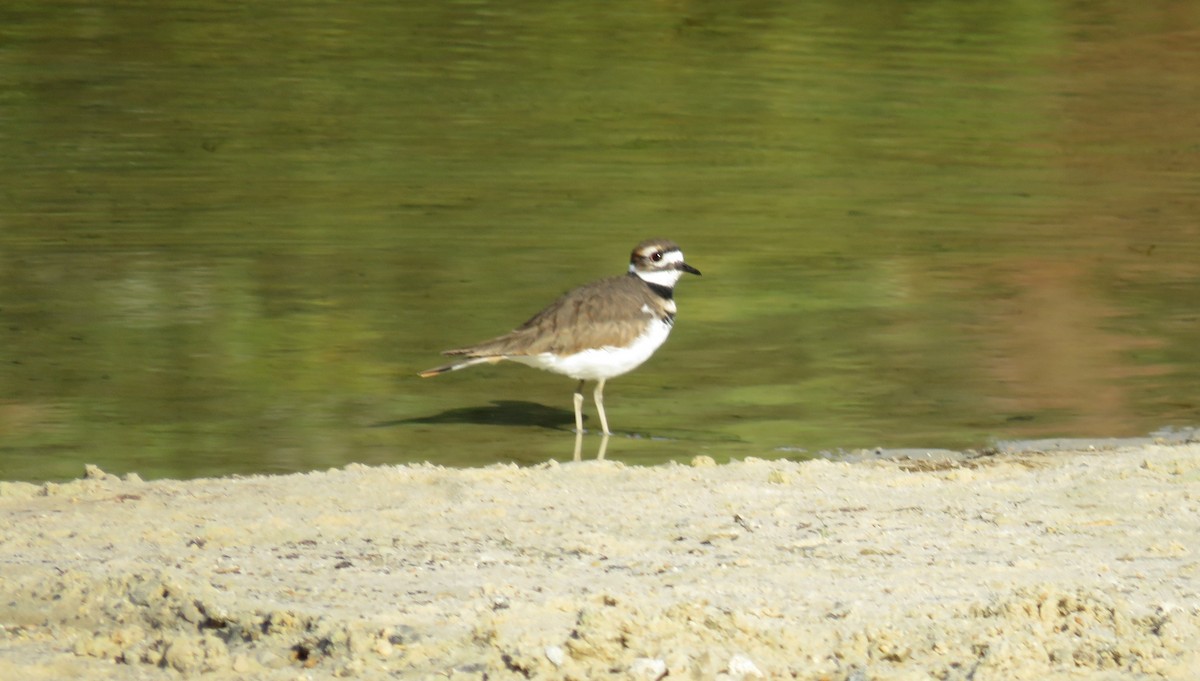 Killdeer - Charlotte Friend