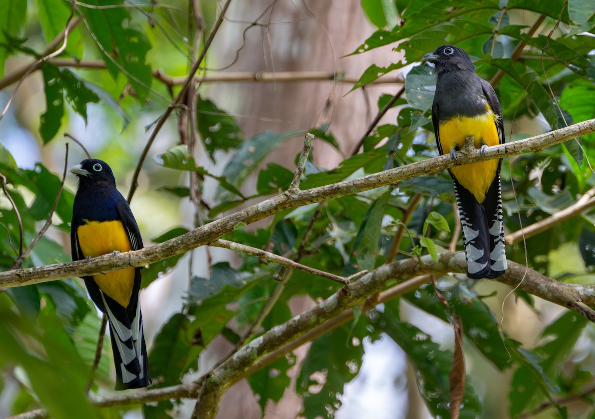 Green-backed Trogon - ML609867928