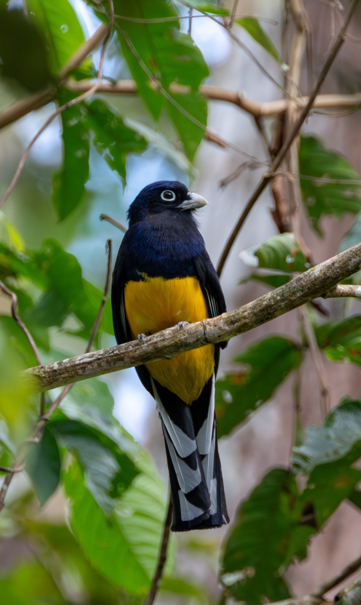 Green-backed Trogon - ML609867929